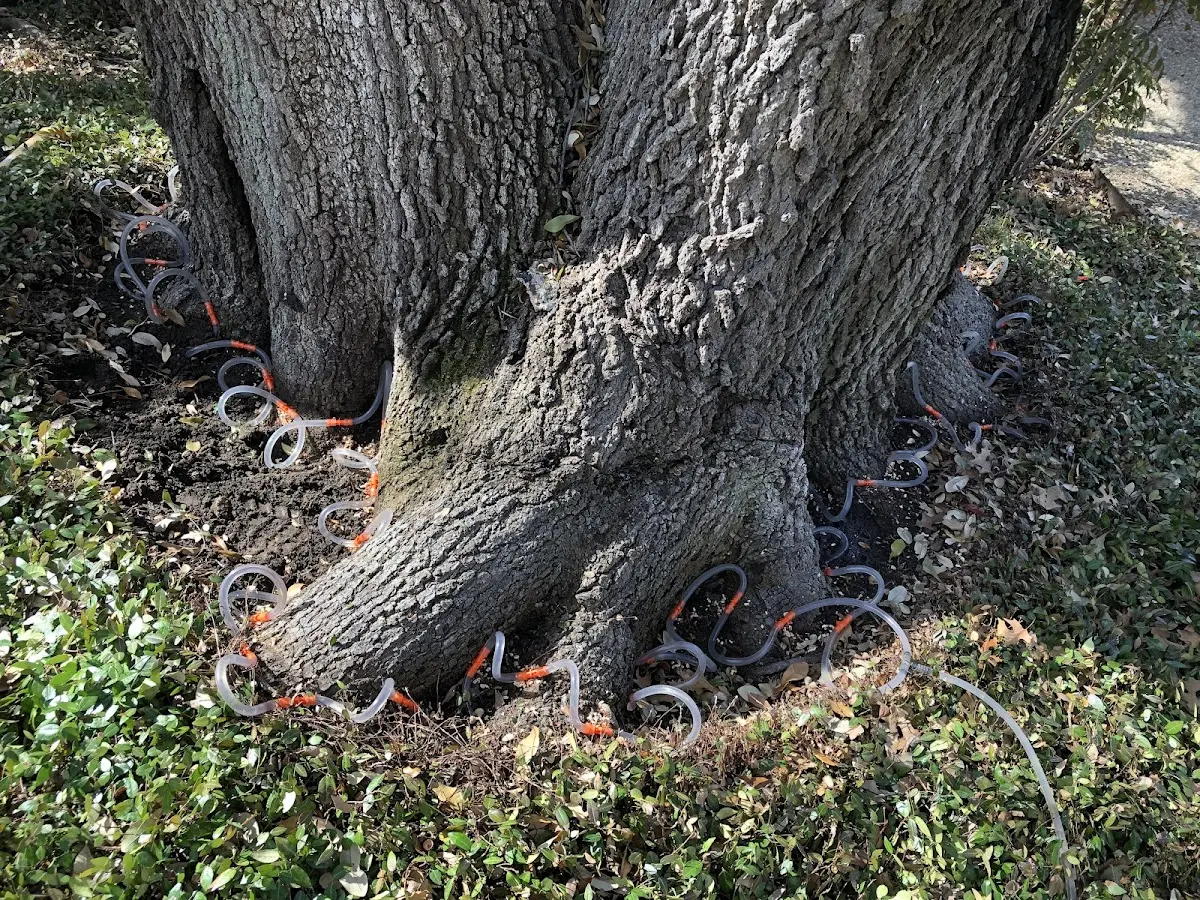 Detailed Tree Cabling and Bracing job site in Rural Ridge