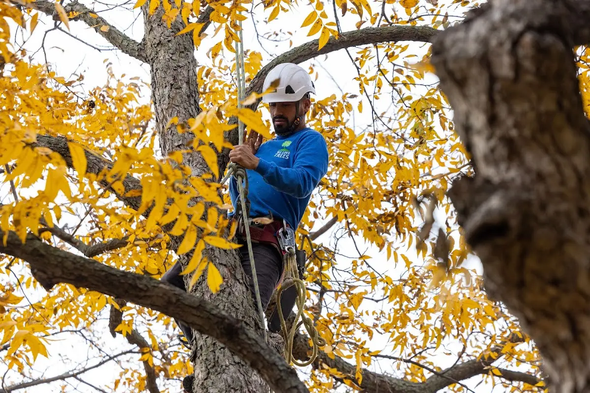 Skilled Tree Pruning crew working in Rural Ridge