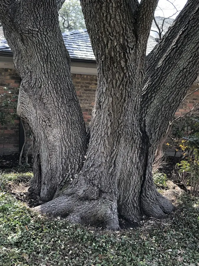 Mature heritage tree close to a Rural Ridge property cared for by certified arborists